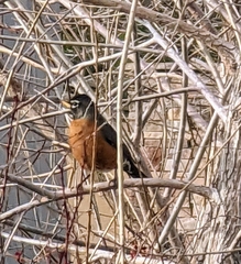 Turdus migratorius