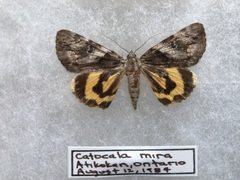 Catocala blandula