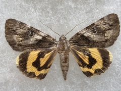 Catocala blandula