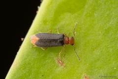 Hylodanacaea haemorrhoidalis