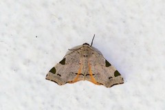 Achrosis rondelaria