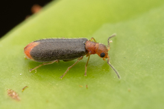 Hylodanacaea haemorrhoidalis