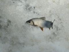 Prochilodus lineatus