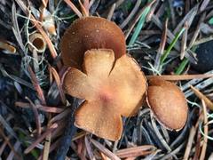 Pholiota highlandensis