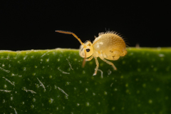 Sminthuroidea