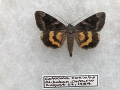 Catocala badia coelebs