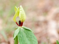 Trillium tennesseense