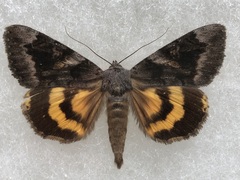 Catocala badia coelebs