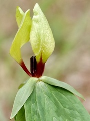 Trillium tennesseense