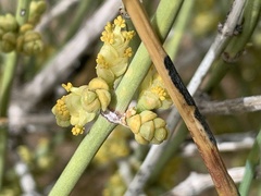 Ephedra fasciculata