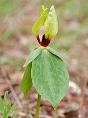 Trillium tennesseense