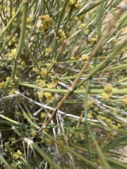 Ephedra fasciculata