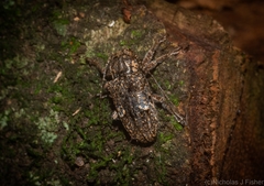 Prosoplus bakewellii