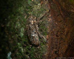 Prosoplus bakewellii