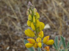Lupinus citrinus citrinus