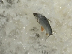 Prochilodus lineatus
