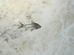 Characiformes