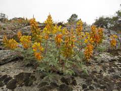 Lupinus citrinus citrinus