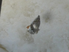 Characiformes