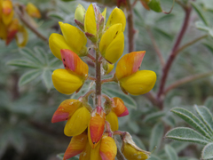 Lupinus citrinus citrinus