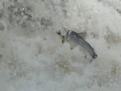 Characiformes