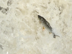 Characiformes