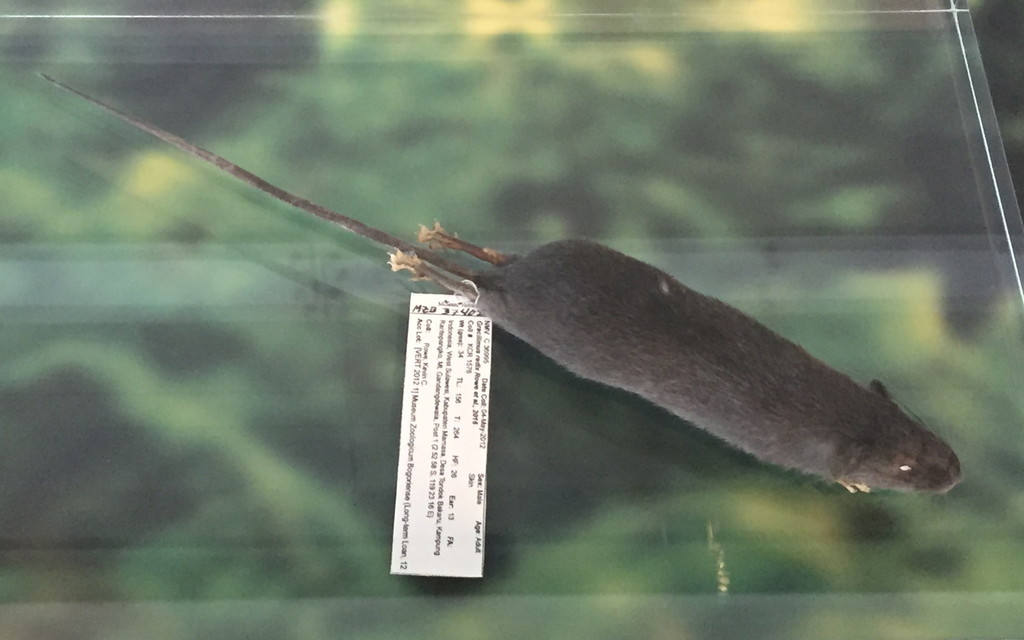 Sulawesi Slender Root Rat