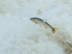 Characiformes