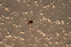 Harmonia axyridis