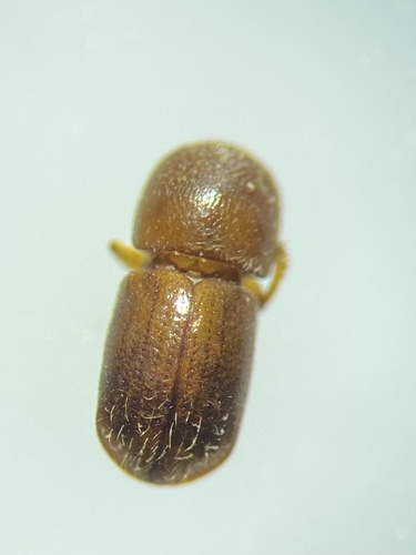 Black Stem Borer photo 4