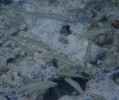 Ptereleotris microlepis