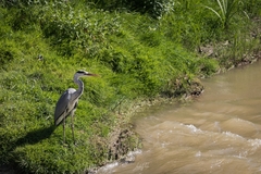 Ardea cinerea