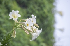 Lilium longiflorum scabrum
