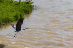 Ardea cinerea