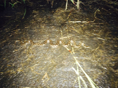 Lampropeltis calligaster