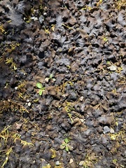 Lathagrium fuscovirens