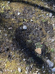 Lathagrium fuscovirens