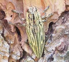 Chalcophora japonica