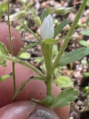 Githopsis diffusa candida