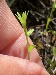 Githopsis diffusa candida