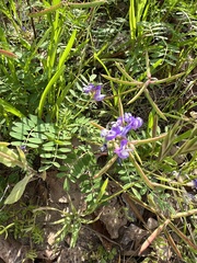 Astragalus leptocarpus