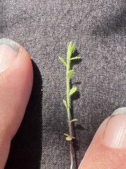 Githopsis diffusa candida