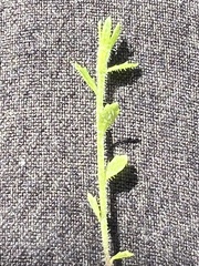 Githopsis diffusa candida