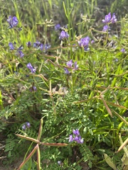 Astragalus leptocarpus