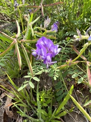 Astragalus leptocarpus