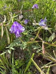 Astragalus leptocarpus