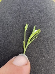 Githopsis diffusa filicaulis