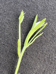 Githopsis diffusa filicaulis