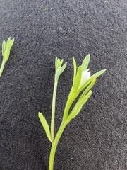 Githopsis diffusa filicaulis