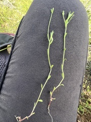 Githopsis diffusa filicaulis